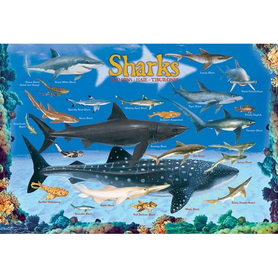 Παζλ Eurographics Sharks (100 Κομμάτια) image 1