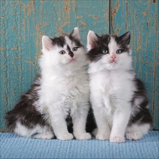 Ημερολόγιο Τοίχου 2025 Cats image 1