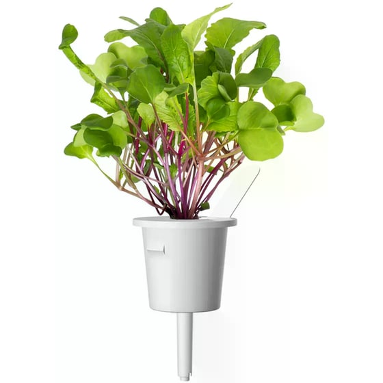 Κάψουλες Click and Grow 3 Τμχ - Ραπανάκι image 6