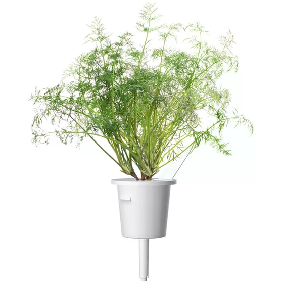 Κάψουλες Click and Grow 3 Τμχ - Άνηθος image 2