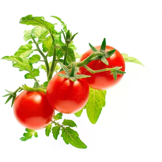 Κάψουλες Click and Grow 3 Τμχ - Ντοματίνια image 1