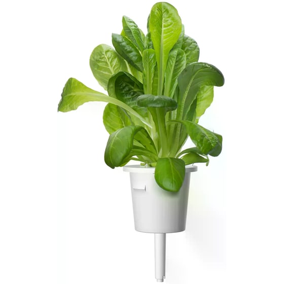 Κάψουλες Click and Grow 3 Τμχ - Μαρούλι Romaine image 1