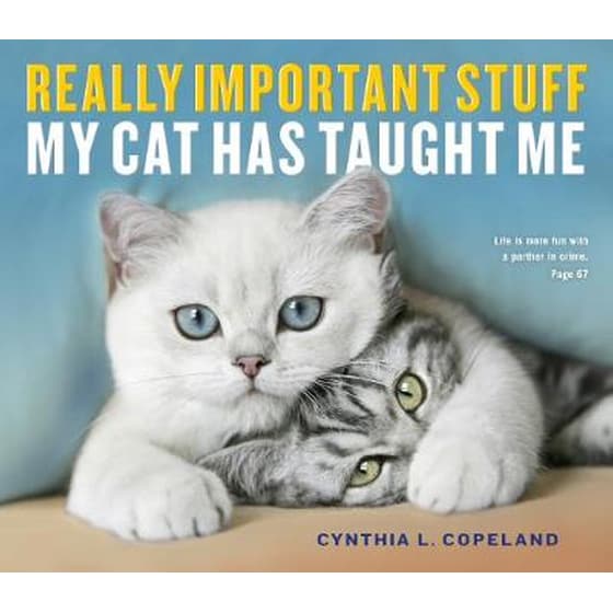 Really Important Stuff My Cat Has Taught Me image 0