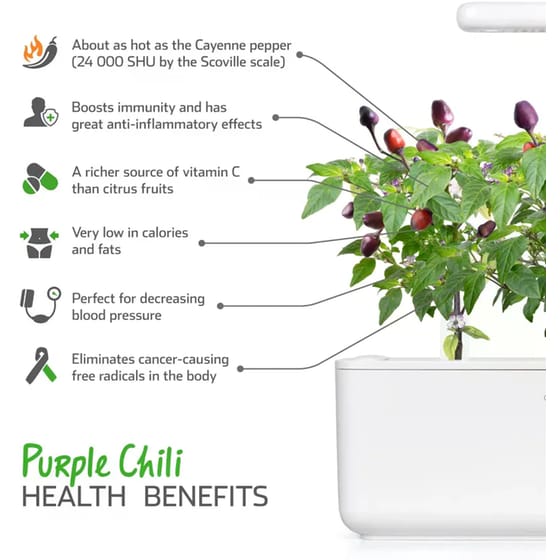 Κάψουλες Click and Grow 3 Τμχ - Μωβ Πιπεριά Chilli image 3