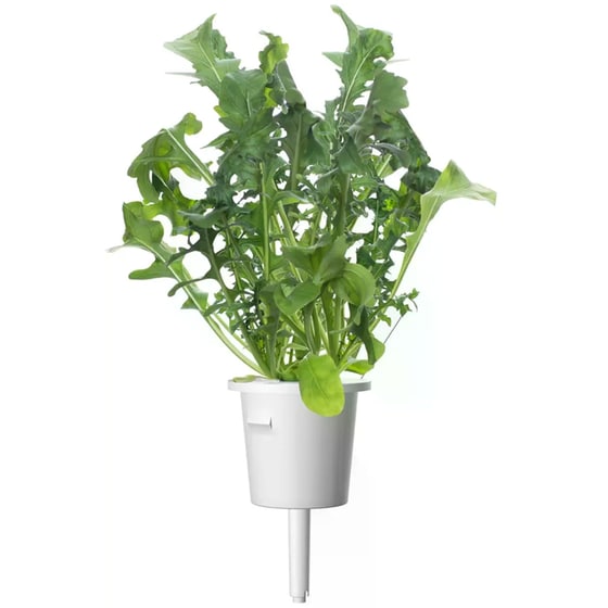 Κάψουλες Click and Grow 3 Τμχ - Ρόκα image 2