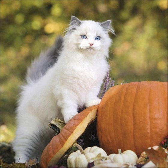 Ημερολόγιο Τοίχου 2025 Cats image 9