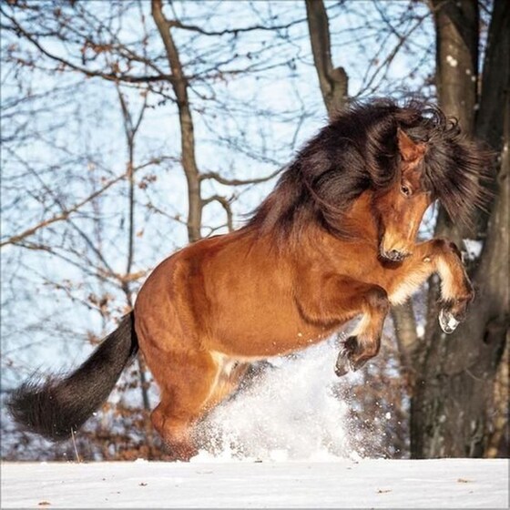 Ημερολόγιο Τοίχου 2025 Horses image 12