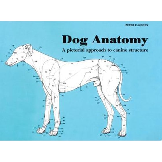 Dog Anatomy image 0