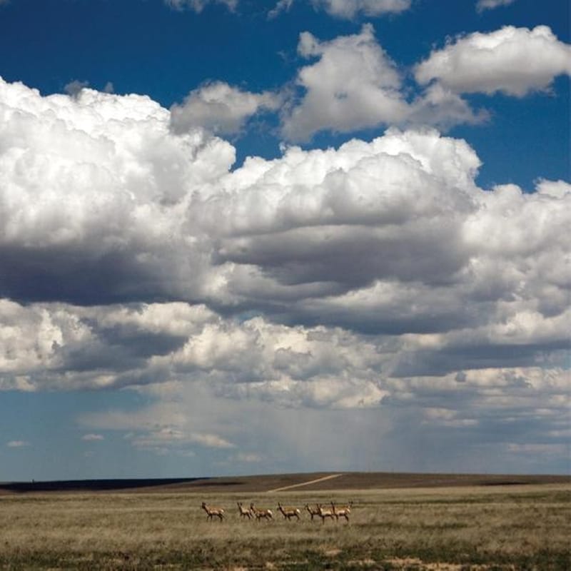 Tripper-White Sea Glass Blue Vinyl
