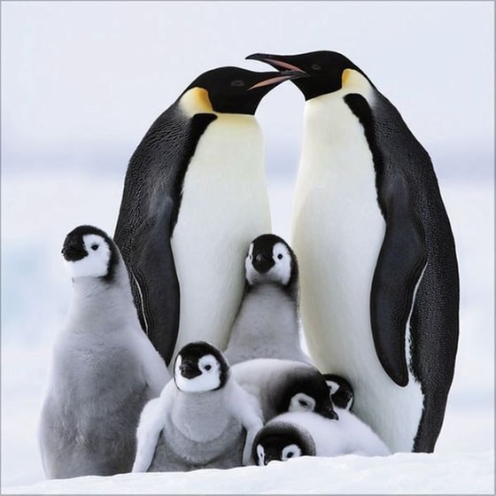 Ημερολόγιο Τοίχου 2025 Pinguine image 1