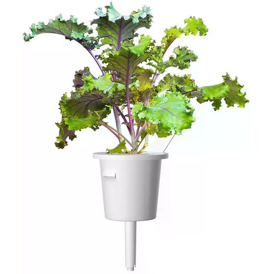 Κάψουλες Click and Grow 3 Τμχ - Κόκκινο Κέιλ image 1