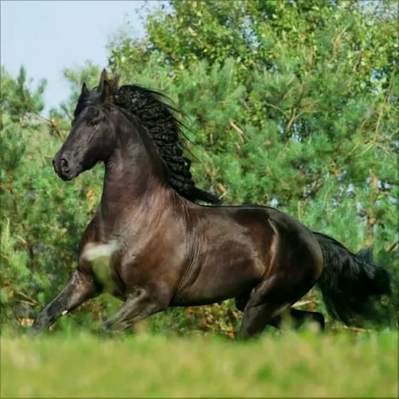 Ημερολόγιο Τοίχου 2025 Horses image 10