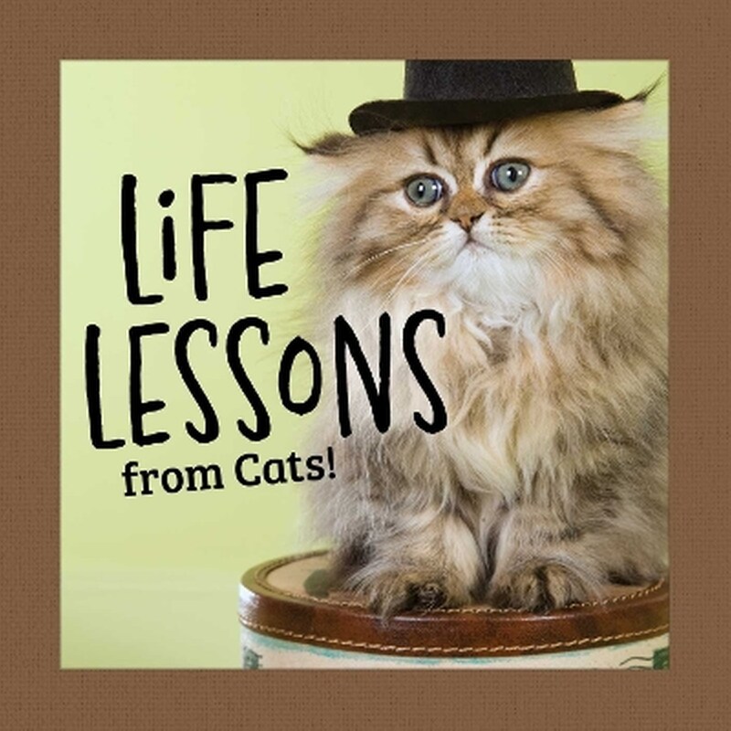 Life Lessons from Cats