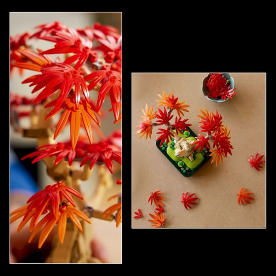 LEGO® Botanicals Japanese Red Maple Bonsai Tree (10348) image 7