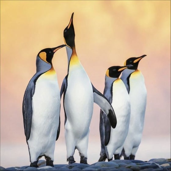 Ημερολόγιο Τοίχου 2025 Pinguine image 7