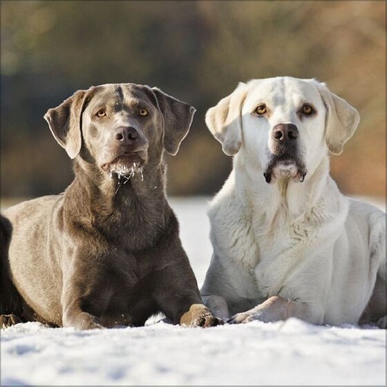 Ημερολόγιο Τοίχου 2025 Retriever image 12