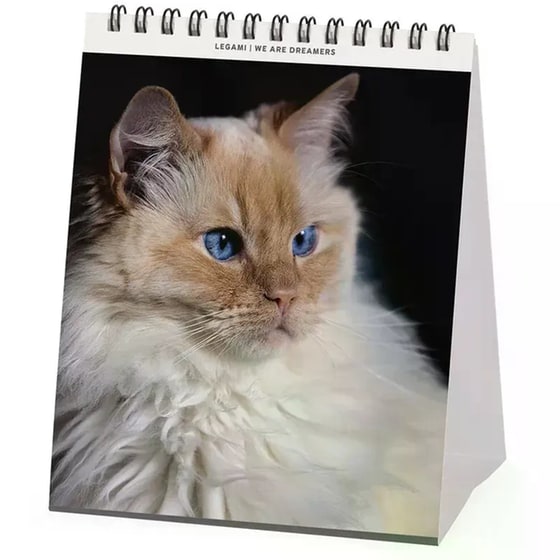 Ημερολόγιο Γραφείου Legami 2026 Cats image 1