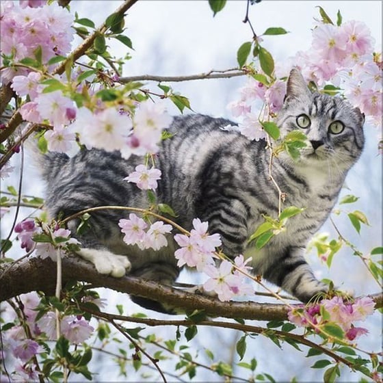 Ημερολόγιο Τοίχου 2025 Cats image 4