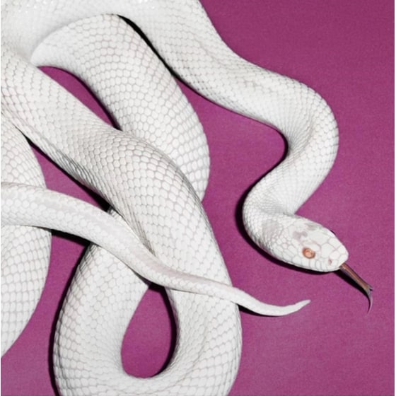 Private Music (LP White) image 0