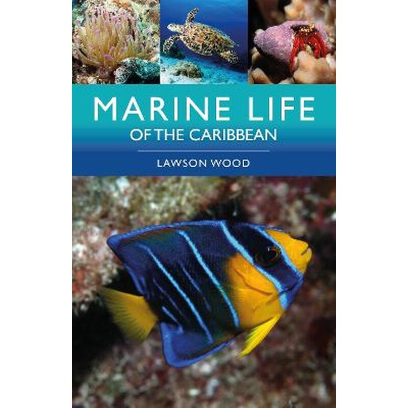 Marine Life Of The Caribbean