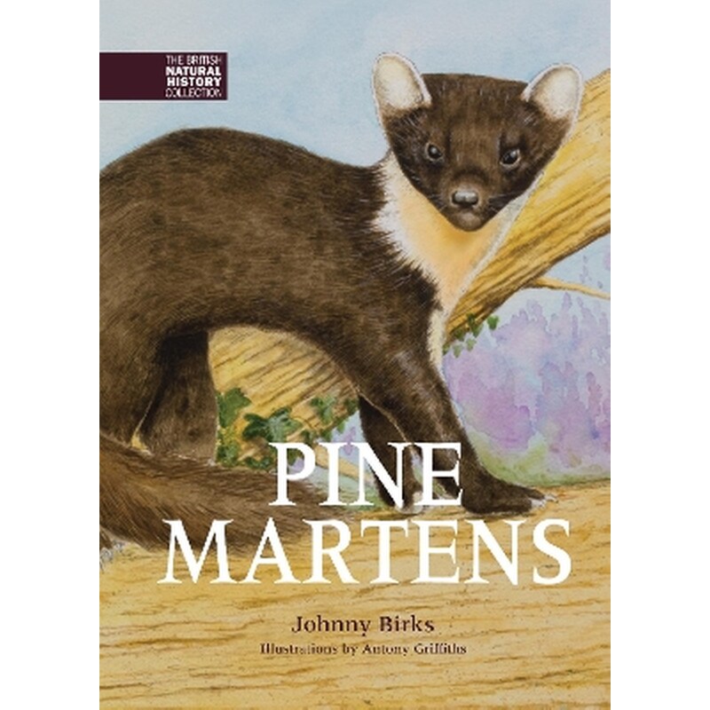 Pine Martens