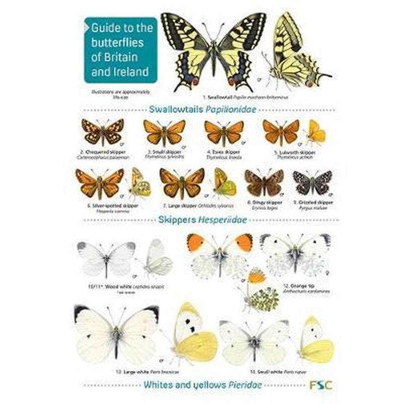 Guide to the butterflies of Britain and Ireland 2019
