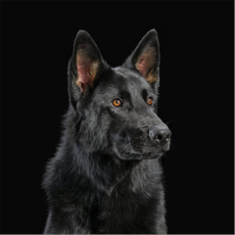 Die Nerven (Orange LP)