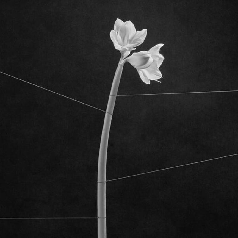 Dreamweaver (LP Transparent Crystal Clear Vinyl)