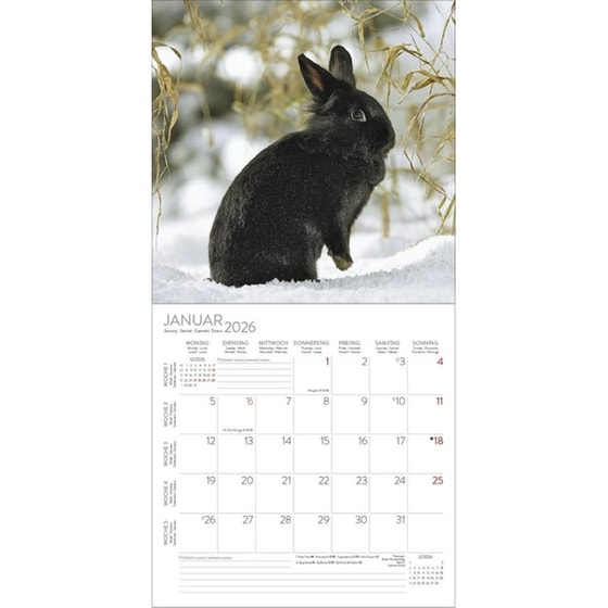 Ημερολόγιο&nbsp;Τοίχου Korsch Verlag 2026 Kaninchen image 1