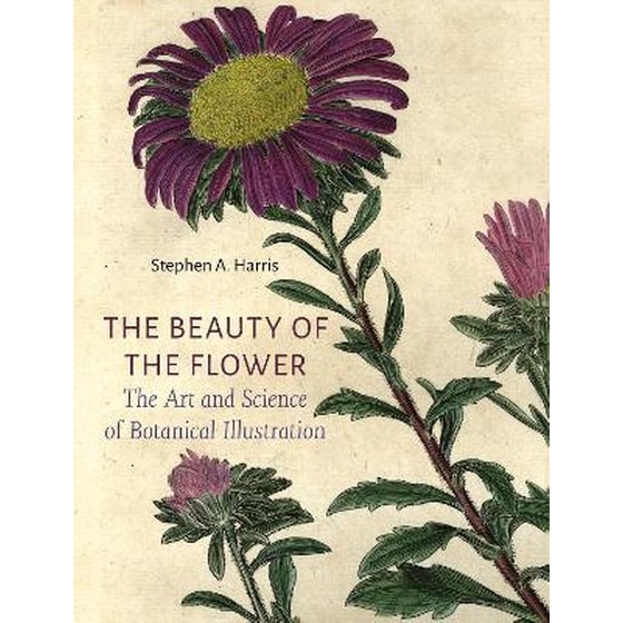 The Beauty of the Flower image 0