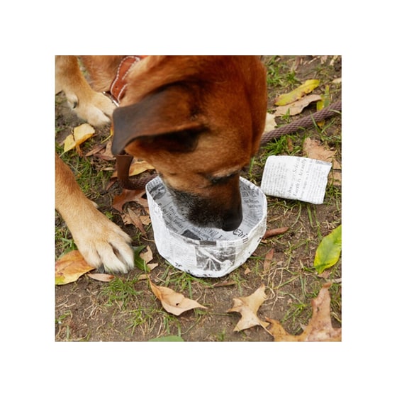 KIKKERLAND Μπωλ Σκύλου Αναδιπλούμενο image 0