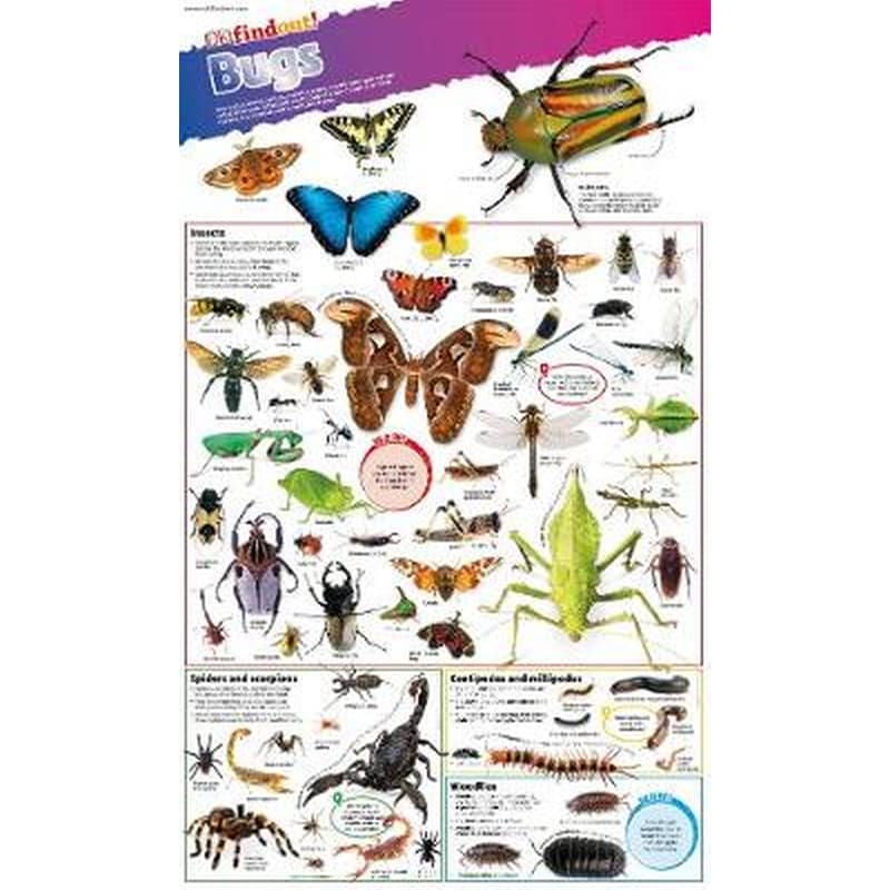 DKfindout! Bugs Poster 1288431