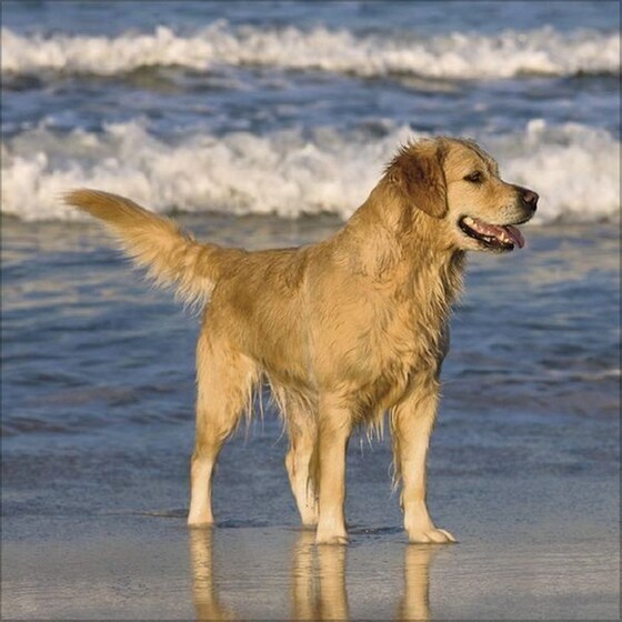 Ημερολόγιο Τοίχου 2025 Retriever image 8