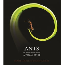 Ants