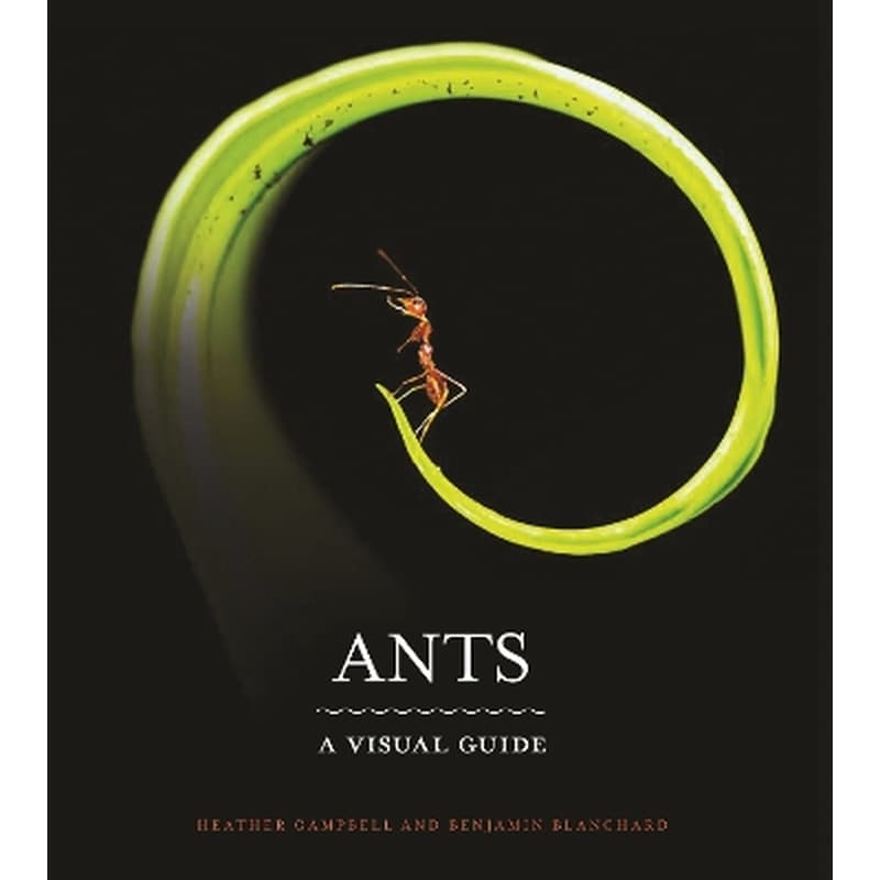 Ants