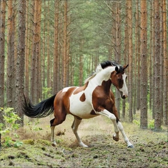 Ημερολόγιο Τοίχου 2025 Horses image 7