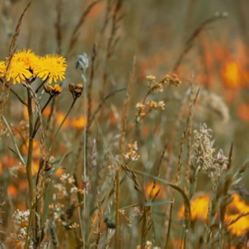 Reinhold Friedl: Scarlatti (LP)