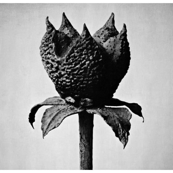 Book Of Life image 0