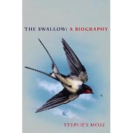 Swallow