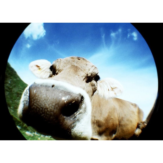 Film Camera Lomo FishEye 2 Brut - Lomography 35mm - Χρυσό image 5