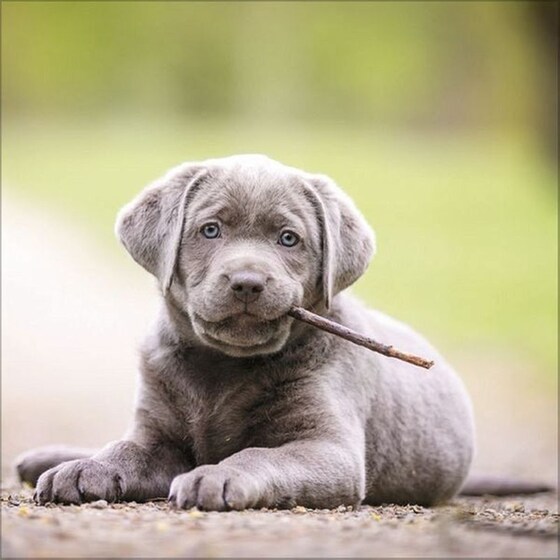 Ημερολόγιο Τοίχου 2025 Retriever image 4