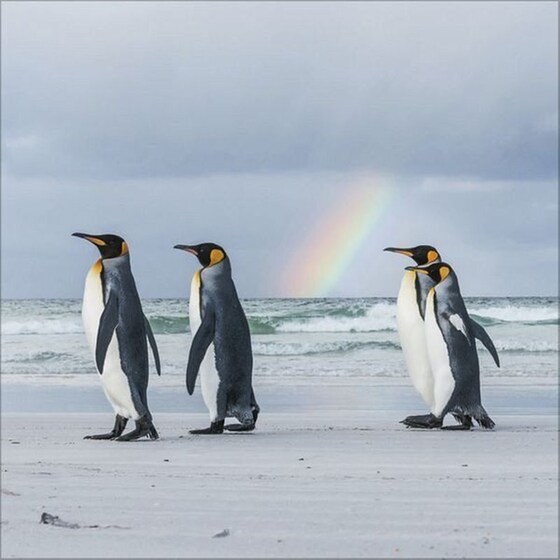 Ημερολόγιο Τοίχου 2025 Pinguine image 10