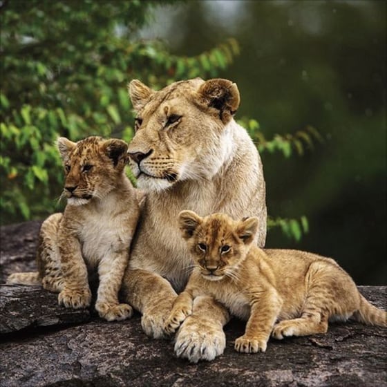 Ημερολόγιο Τοίχου 2025 Big Cats image 4