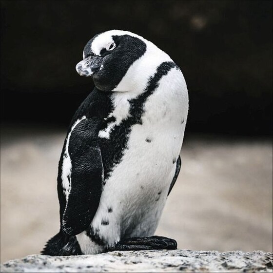 Ημερολόγιο Τοίχου 2025 Pinguine image 5