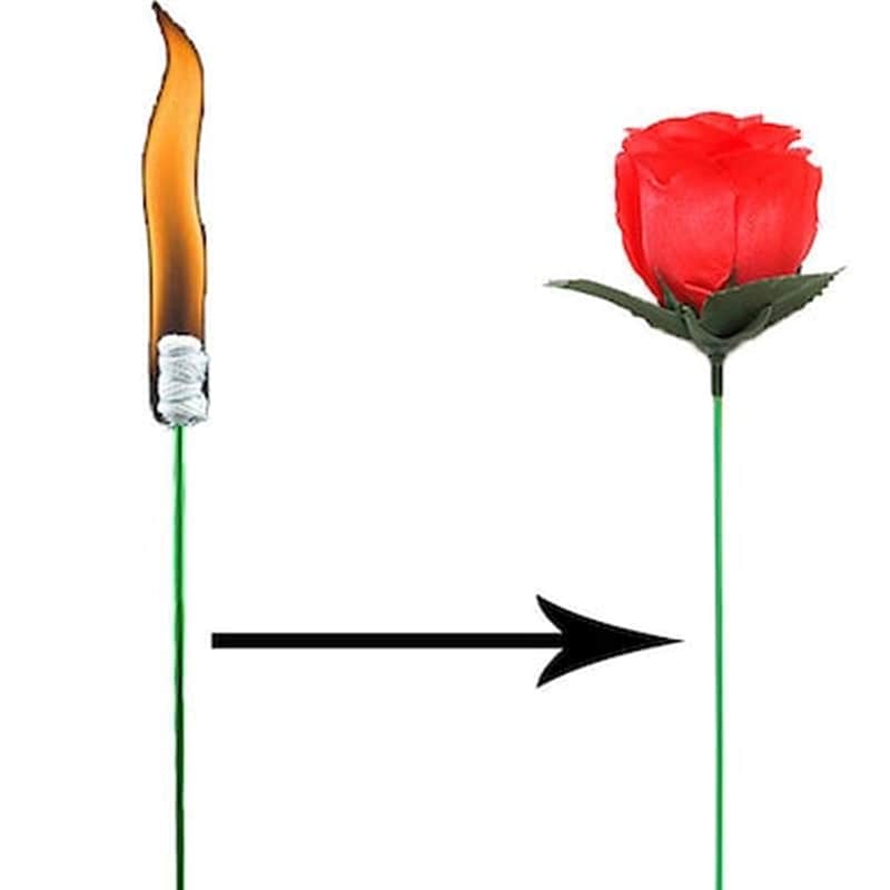 Torch To Rose – Plus