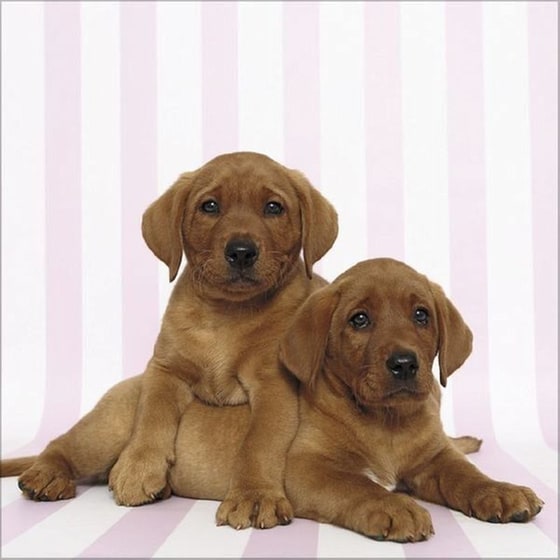 Ημερολόγιο Τοίχου 2025 Retriever image 1