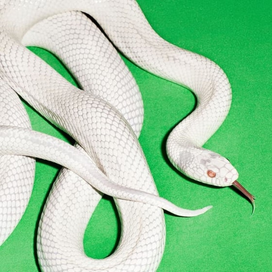 Private Music (LP) image 0