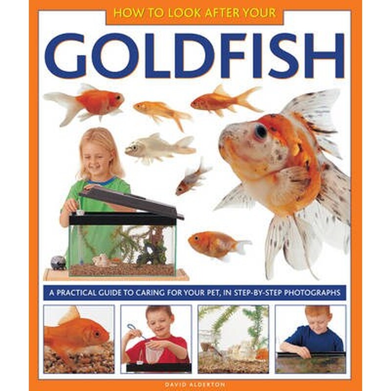 How to Look After Your Goldfish