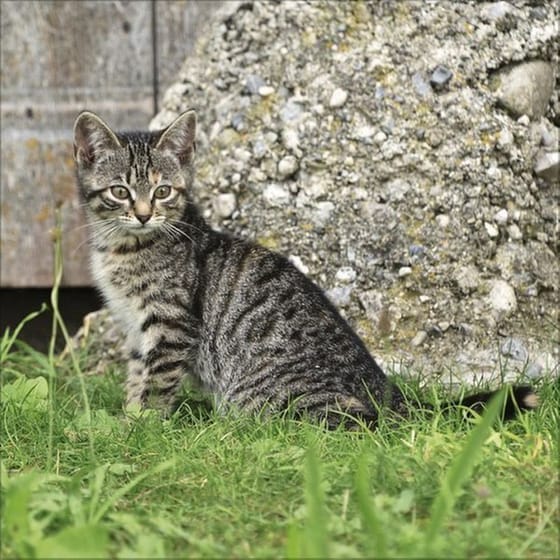 Ημερολόγιο Τοίχου 2025 Cats image 7