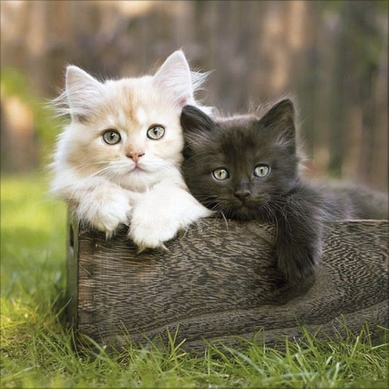 Ημερολόγιο Τοίχου 2025 Cats image 8